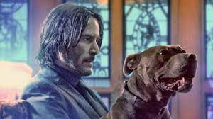 Chapter 3 — parabellum) — 2019. John Wick 3 Tausende Rebellische Katzen Suchten Die Dreharbeiten Heim Kino News Filmstarts De