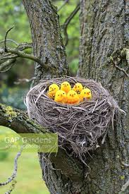 If you're still in two minds about artificial bird nest and are thinking about choosing a similar product, aliexpress is a great place to compare prices and sellers. Artificial Birds In Stock Photo By Maxine Adcock Image 0241960