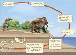 For more info on carbon dating go to: Radiocarbon Dating Or Carbon 14 Dating Is Based On Isotopes Or Alternate Forms Of Carbon Animal Bones Dating A Narcissist Me On A Map