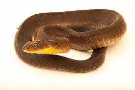 Image result for Dolichos pseudocajanus