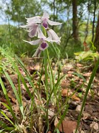 Image result for Orthochilus euanthus