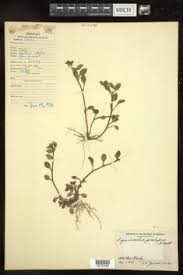Image result for Lysimachia ruhmeriana