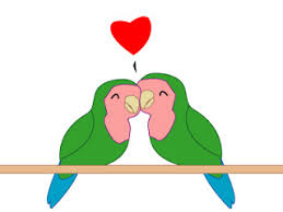 Tidak heran bila kebanyakan orang awan susah membedakan antara lovebird biola dengan josan. Paling Baru Gambar Sketsa Lovebird Tea And Lead