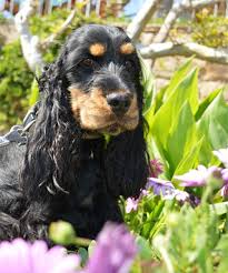 Image result for anglický kokršpaněl