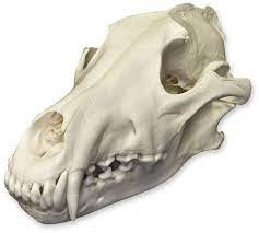 Real Gray Wolf Skull For Sale Skulls Unlimited International Inc Wolf Skull Dog Skull Animal Skulls