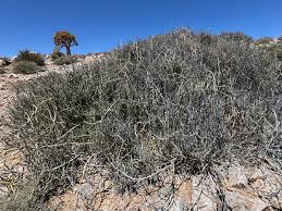 Image result for Cynanchum mulanjense