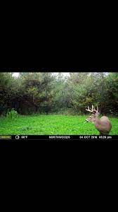 Seclusion Northwoods Whitetails Inc Food Plot Seed Facebook