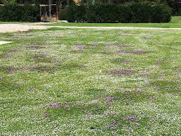 Image result for Lippia