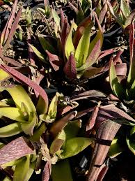 Image result for Cyanotis foecunda