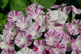 Image result for Ipomoea venosa