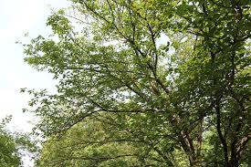Schattenspendende bäume für kleine gärten sie suchen nach einem kleinwüchsigen baum, der trotzdem schnell wächst und schatten spendet? Schnellwachsende Baume 13 Ideale Nadel Laubbaume Und Straucher