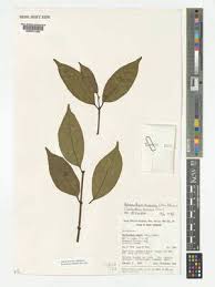 Image result for Hymenocardia ulmoides