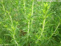 Image result for Satureja