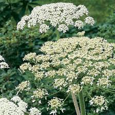 Image result for Heracleum