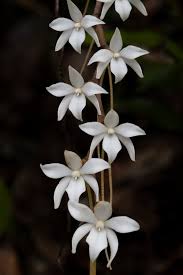 Image result for Aerangis ugandensis