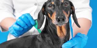 Creams and ointments for external use. Over The Counter Vs Prescription Flea Tick Treatment Which Is Best