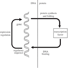 You will need a genetic code chart. Investigation Dna Proteins And Mutations Answers Dna Worksheet Homeschooldressage Com Dna Or Deoxyribonucleic Acid Is A Biomolecule Which Serves As The Blueprint Of Living Organisms