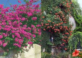 Tauschend Echt Die Doppelganger Mediterraner Pflanzen Mediterrane Pflanzen Mediterraner Garten Garten