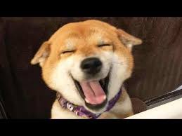Funniest Dogs And Cats Awesome Funny Pet Animals Life Videos Youtube Dog Friends Animals Funny Dogs