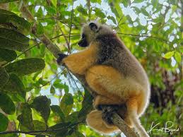 Lovely Lemurs In Madagascar Most Beautiful Animals Animals Beautiful Lemur