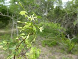 Image result for Synaptolepis oliveriana
