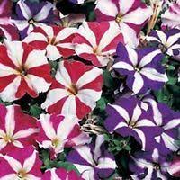 500 Petunia Dwarf Mixed Flower Seeds Bright Colorful Combsh Petunia Flower Flower Seeds Petunias