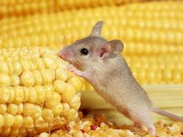 What Do Mice Eat