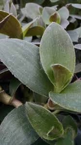 Image result for Tradescantia