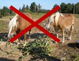 Corn In The Equine Diet The Equine Nutrition Nerd
