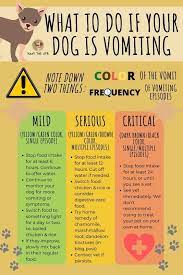 Fizzion If Your Dog Is Vomiting Take Note Of What The Vomit Looks Like If It Seems To Be Serious Immediately Call Your Vet Facebook