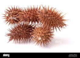 Image result for Xanthium