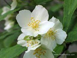 Pin By Jasmaine Price On Jasmine Flower Best Smelling Flowers Jasmine Flower Smelling Flowers