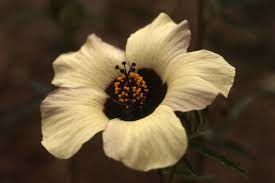 Image result for Hibiscus tridactylites