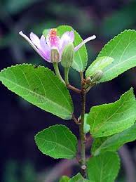 Image result for Grewia glandulosa