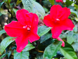 Image result for Chlorophytum affine