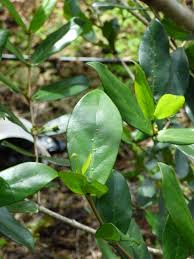 Image result for Pyrostria