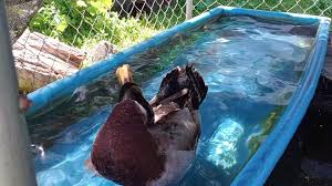 The Adventures of...