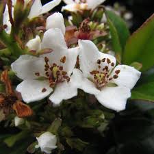 Image result for Hawthorn