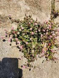 Image result for Buchnera capitata