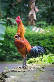 Gambar ayam yokere paling keren. 5 Ciri Ciri Ayam Mangon Original Dari Fisiknya Duniabinatang Net