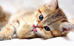 Wallpaper So Freakin Cute Cats Wallpaper Kid Galleries Www Kittens Cutest Cute Cats Cute Cat Wallpaper