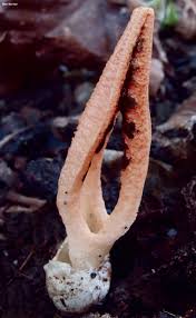 Image result for Pseudopod Ospermum