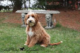 We enjoy gorgeous views of mt. Breeding Dogs Available Noble Vestal Doodles