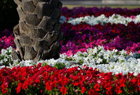 Plant taller flowers towards the rear of your bed. How To Plant A Flower Bed Under A Tree Chesmar Homes