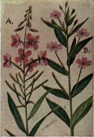 Image result for Onagraceae