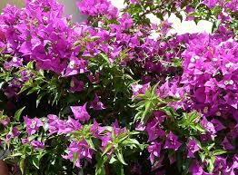 Download in under 30 seconds. Bougainvillea