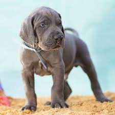 The great dane descends from hunting dogs known from the middle ages and is one of. 1 Great Dane Puppies For Sale In Boston Ma Uptown