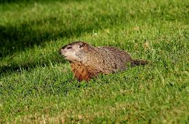 Why are there groundhogs on my property? The Groundhog Our Underground Architect Wildlife Rescue League