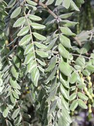 Image result for Sophora tomentosa