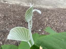 Image result for Argyreia nervosa